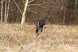 CANE CORSO 795